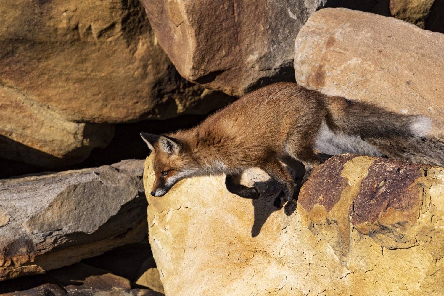 рыбачий, лисы, камни, океан, Владимир Штыриков