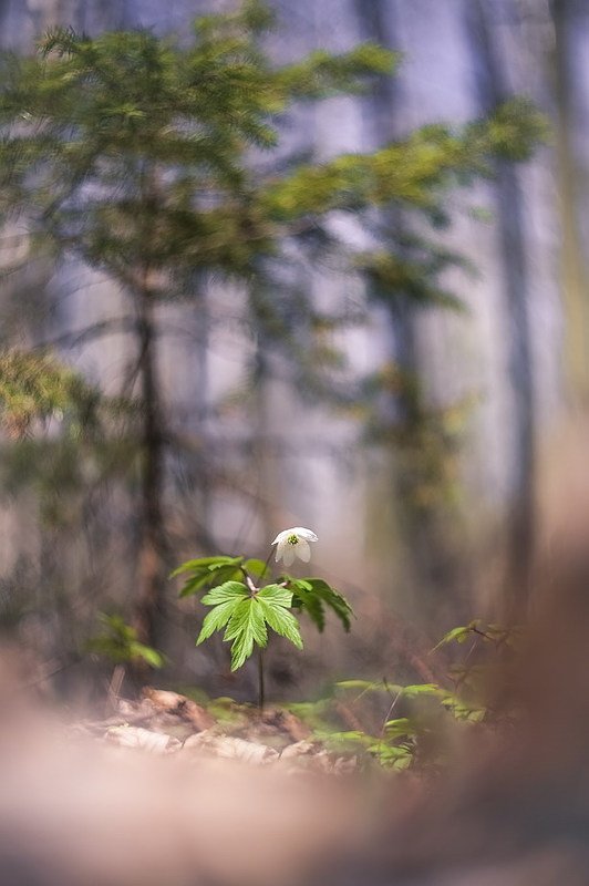 Там где рождается нежность фото превью