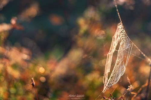 spider's web...