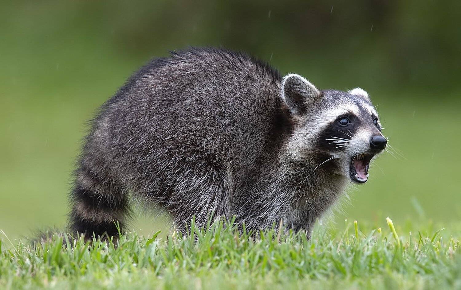 енот обыкновенный, енот-полоскун, raccoon, енот, дикие животные, животные, animals, Elizabeth Etkind