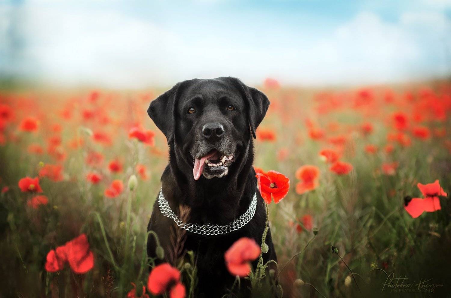 анималистика, портрет, природа, собака, Екатерина Кикоть