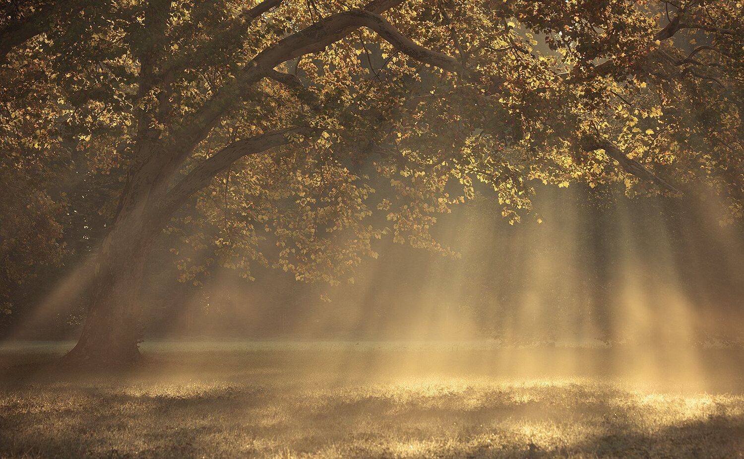 Autumn. Автор: Robert Adamec , Robert Adamec