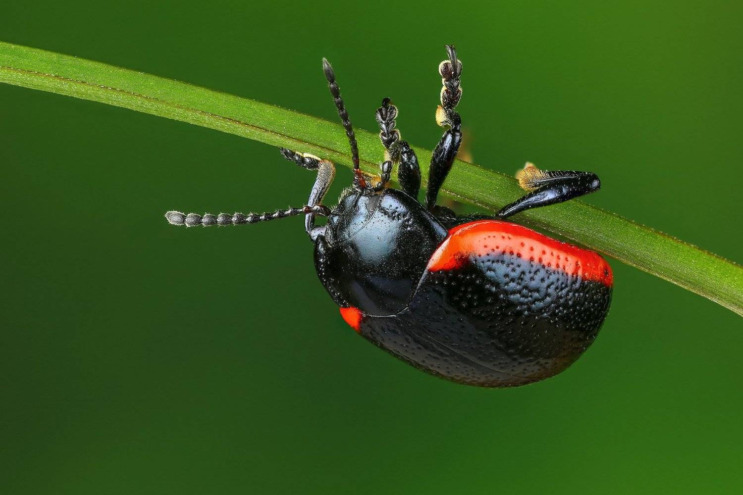 макро,природа,насекомое,животное,жук,цвет,растение,зеленый, Андрей Шаповалов