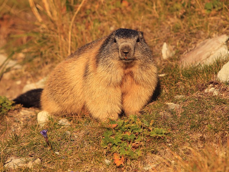 swiss,швейцария,мармот К зиме готов) фото превью