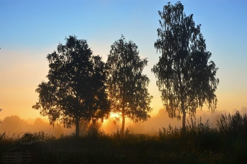 пейзаж, туман, рассвет, деревня, березы Три девицы фото превью