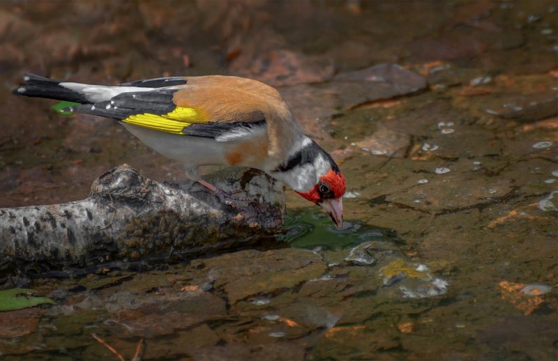 птица, щегол, водопой, водоём, жажда, лето, щегол на водопое.. фото превью