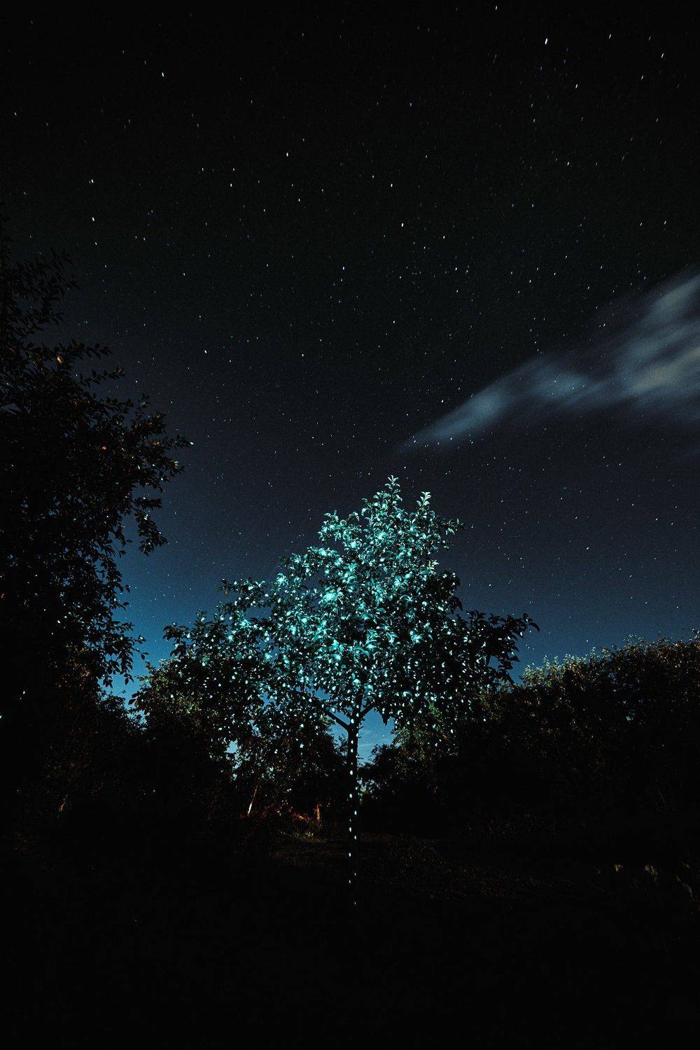 , Александр Фанковин