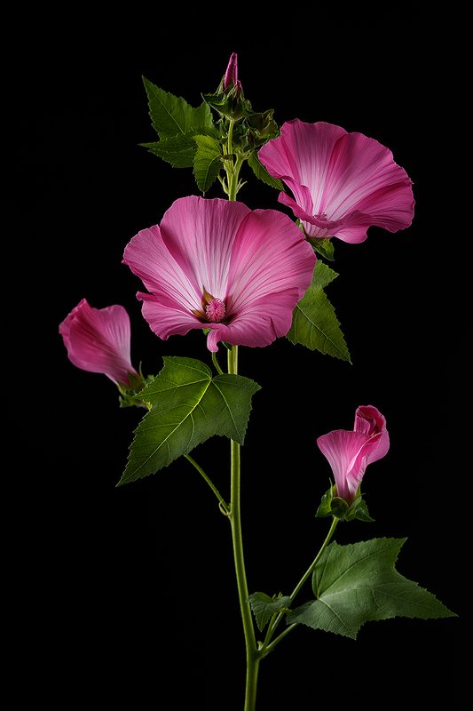 цветы, цветок, флора, природа, лаватера, лепестки, розовый, цвет, черный фон Лаватера фото превью