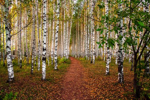 Осень в березовой роще
