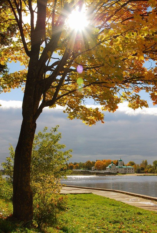 город, псков, листья, клён,пейзаж,набережная, река, Золотая осень. фото превью