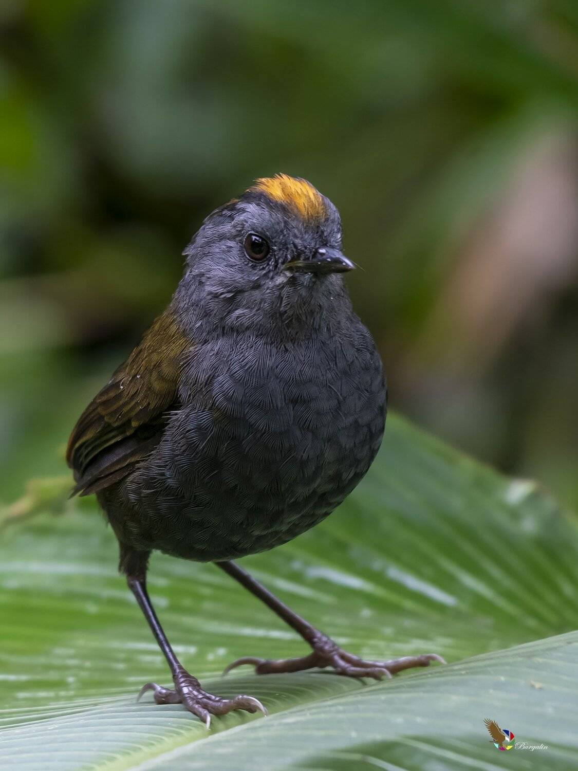 , Fernando Burgalin Sequeira