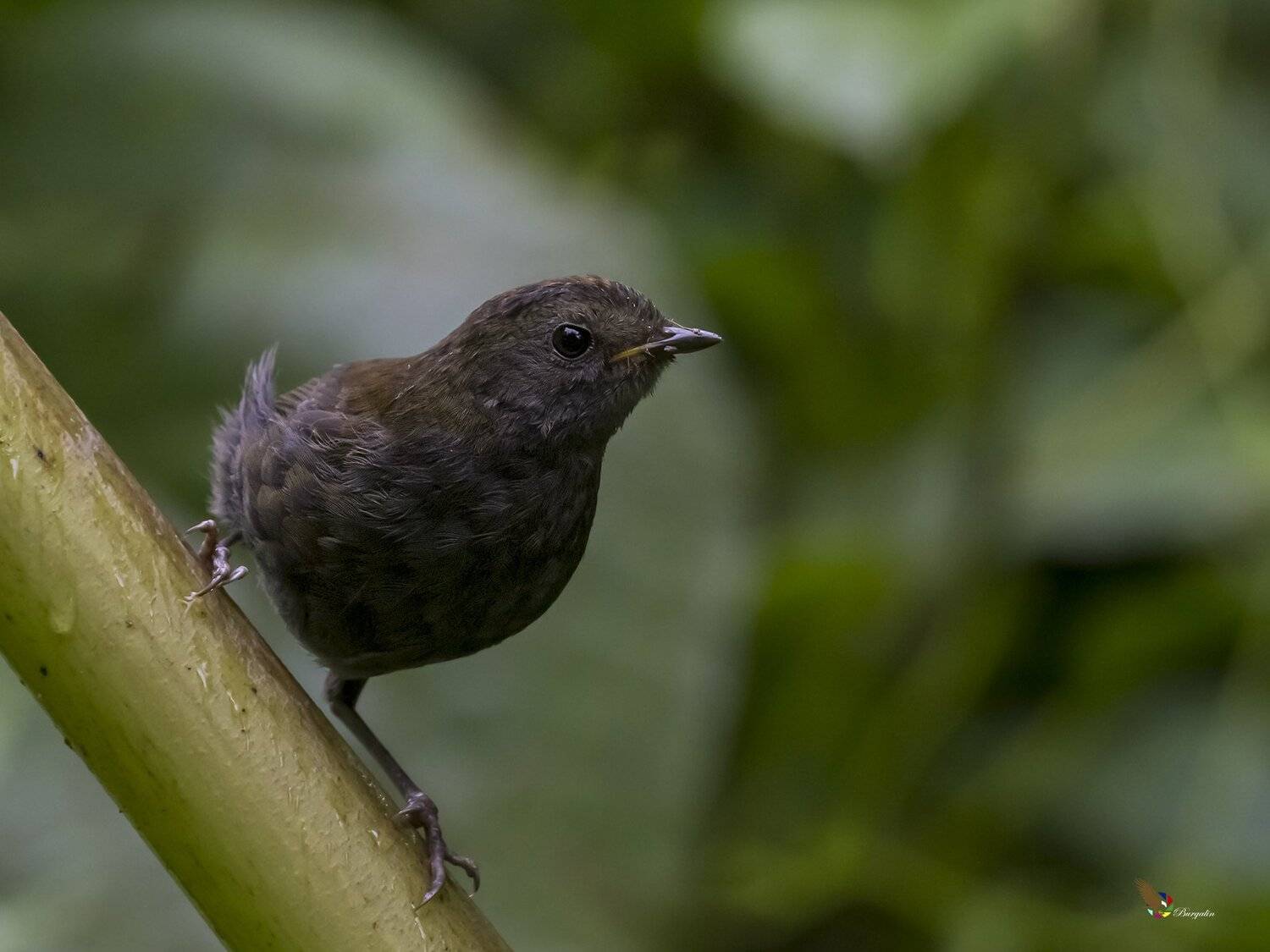 , Fernando Burgalin Sequeira