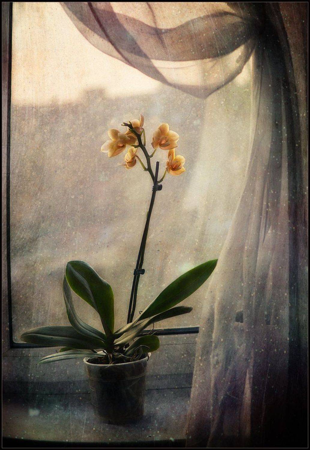 , Александр Хромеев