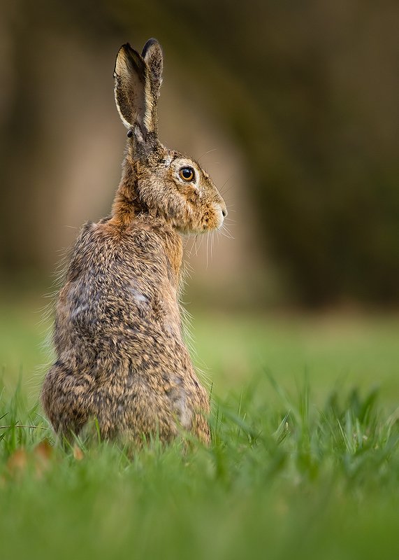 Hare фото превью