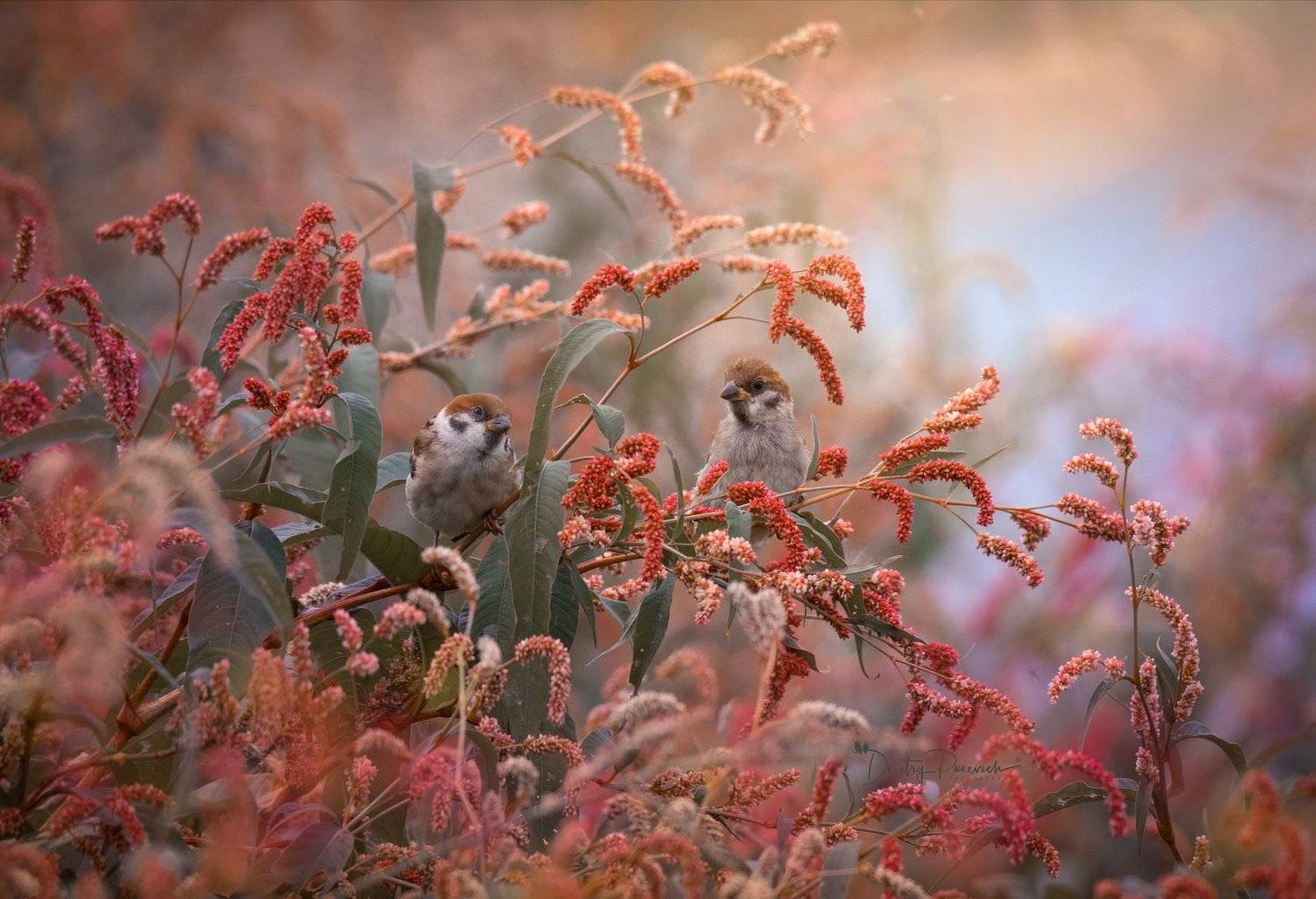 природа, лес, поля, огороды, животные, птицы, макро, Дмитрий Посевич