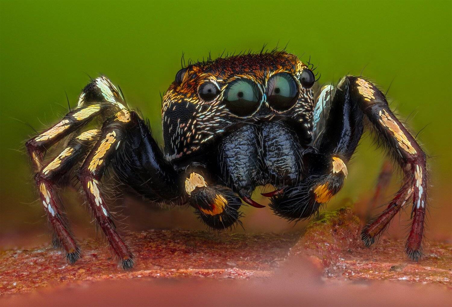 ceclii, macro, lomo 3.7, nikon d3400, Tsvetan Ganev