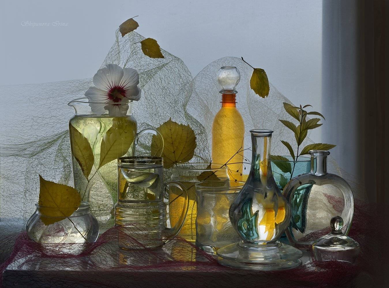 , Шипунова Ирина