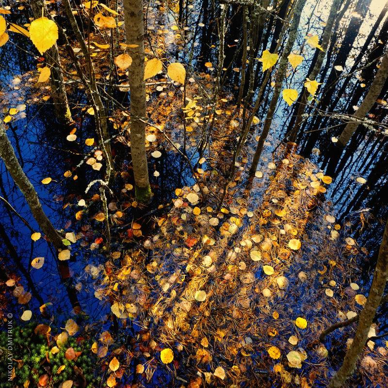 пейзаж медные монеты осени. 20.09.2020. фото превью