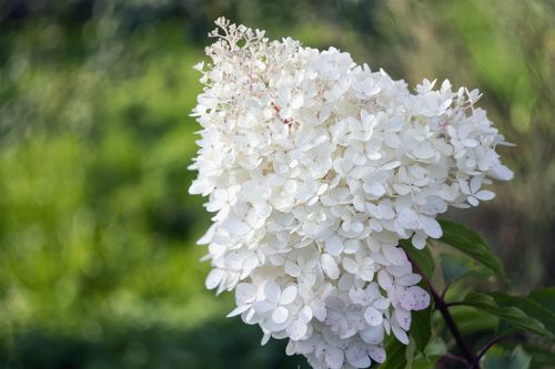 autumn garden landscape with white flowers