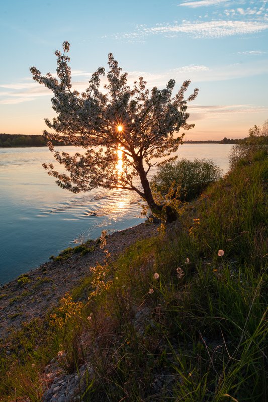Цветущее дерево фото превью