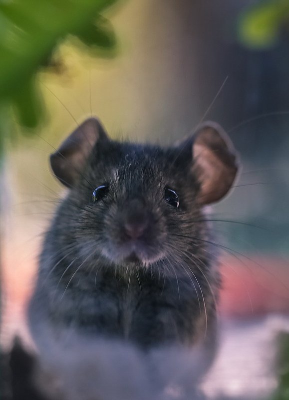 Джерри вернулся фото превью