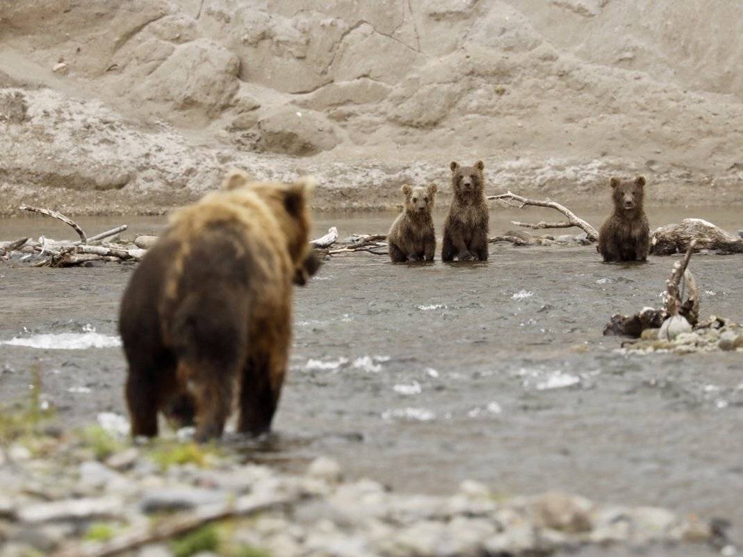 Медведи дикие животные Камчатка , Наталья Филькина