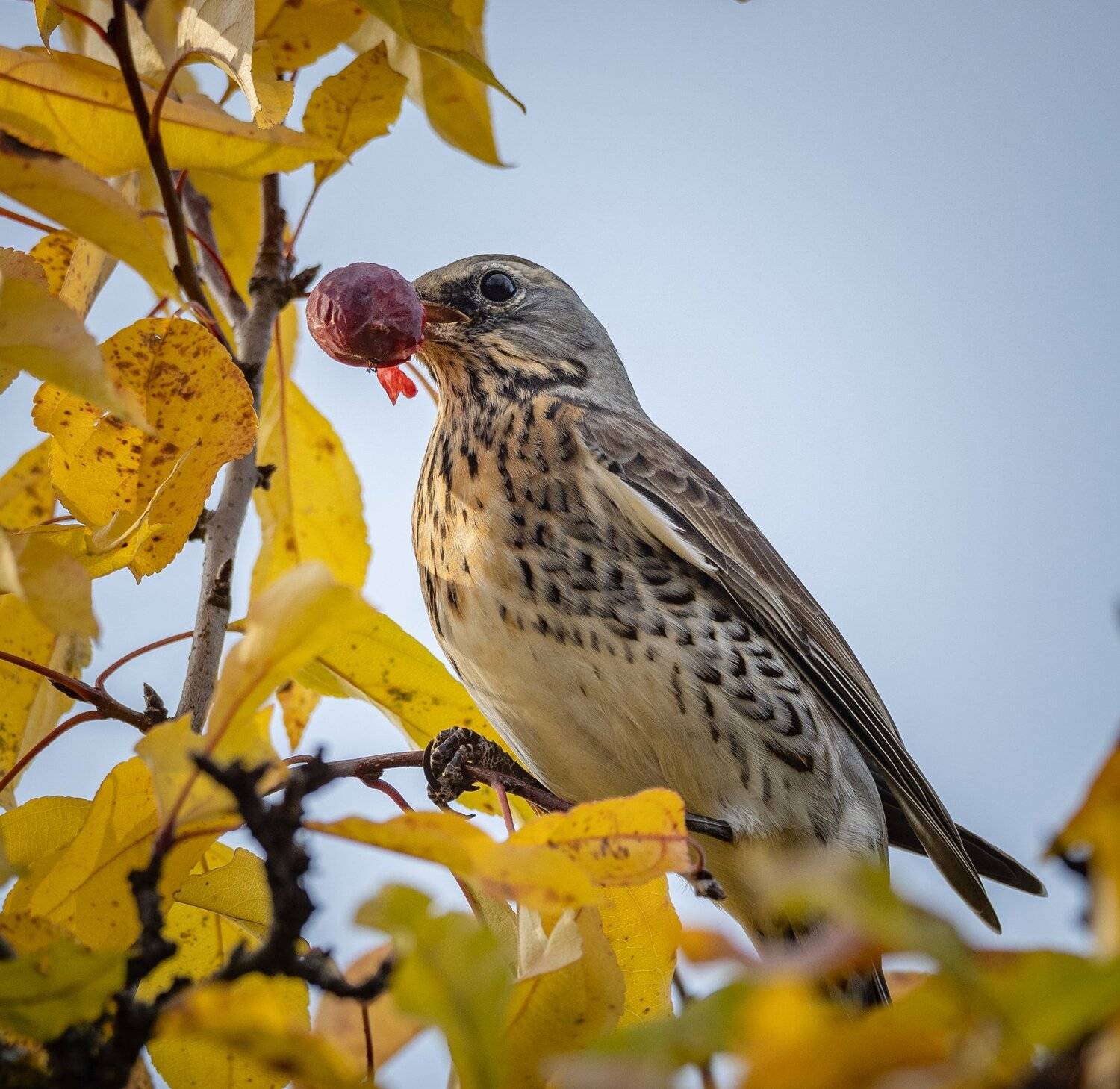 , Курлянцев Алексей