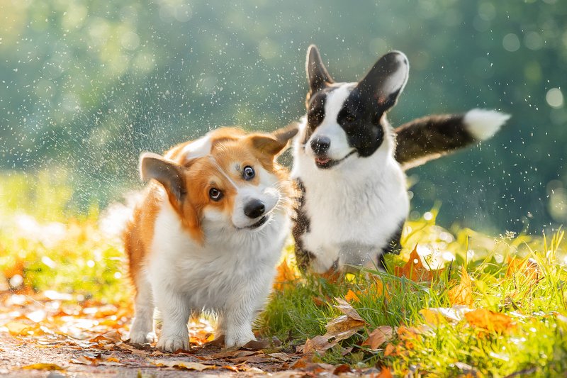 :))) фото превью