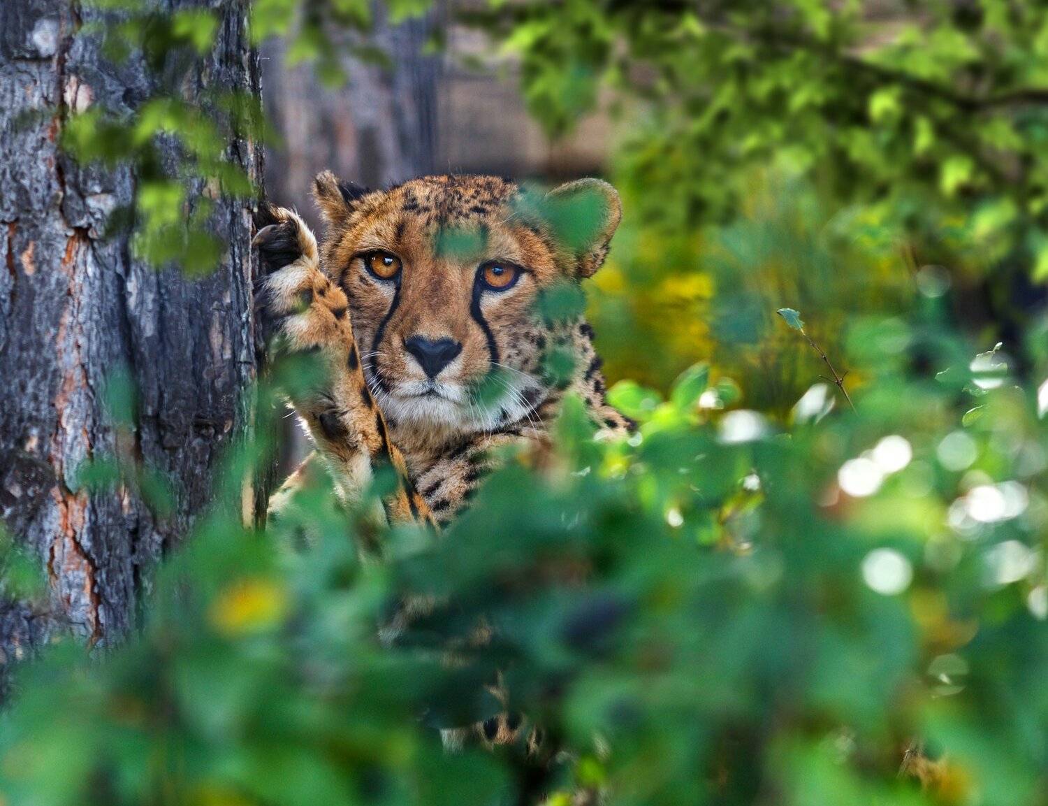 , Олег Богданов