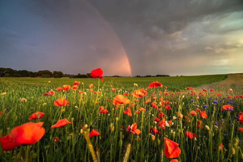 jakubprzybyla, poppies, Poppies фото превью