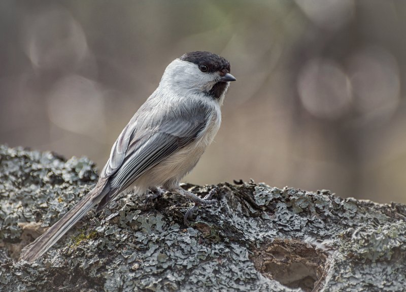птица, гаичка, гаичка.. фото превью
