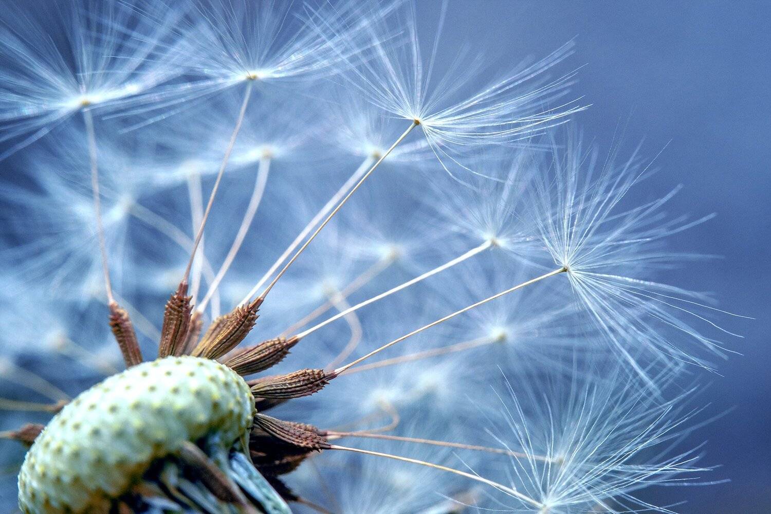 , Рут Андрей