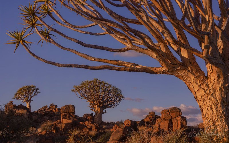 quiver, trees;, dolerite;, rock, formations;, keetmanshoop;, namibia;, aloidendron, dichotomum;, aloe;, namib, desert;, kokerboom Алое фото превью