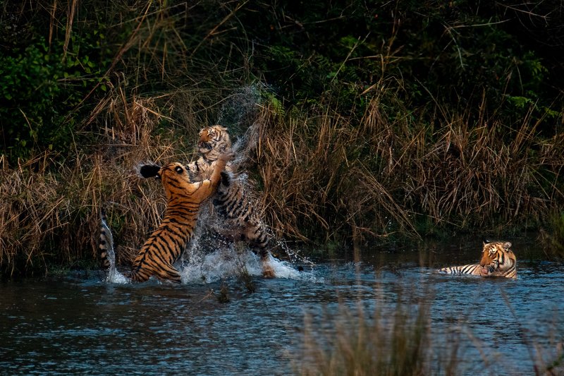 tiger tigress cubs subadult corbett india jump playfight fight play action drinking water The Playfight of Juveniles фото превью