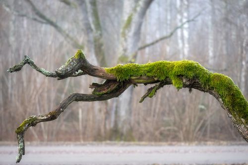 Fallen Limb