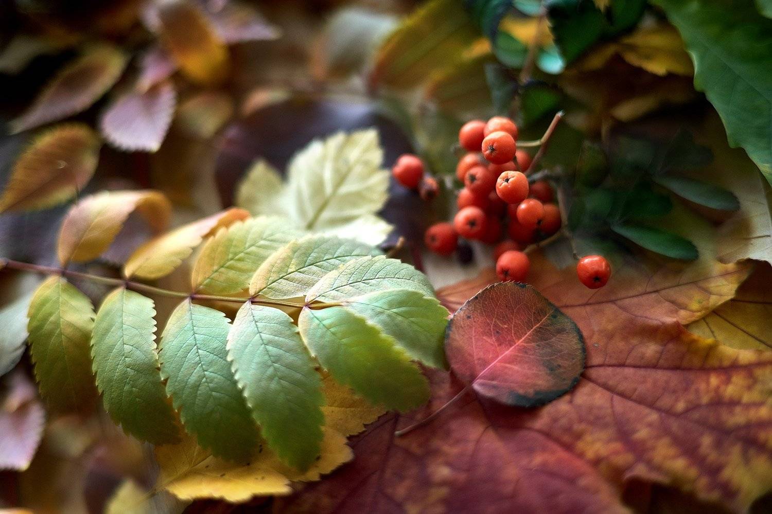 южный урал,оренбургская область, орск, новотроицк,, Качурин Алексей