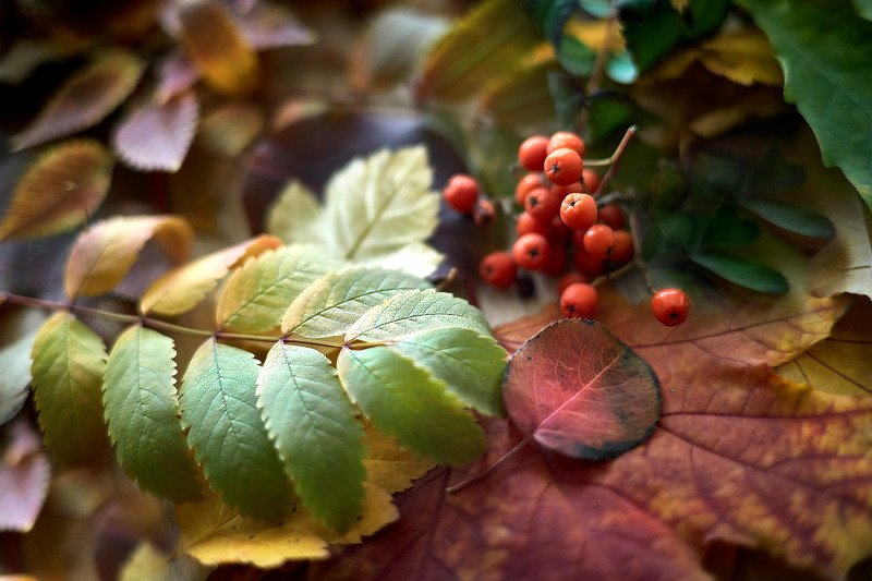 южный урал,оренбургская область, орск, новотроицк, Осеннее настроение! фото превью