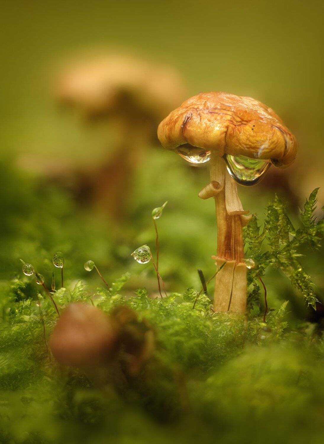 , Николай Андреев