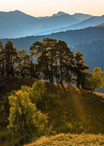 Лес на фоне гор