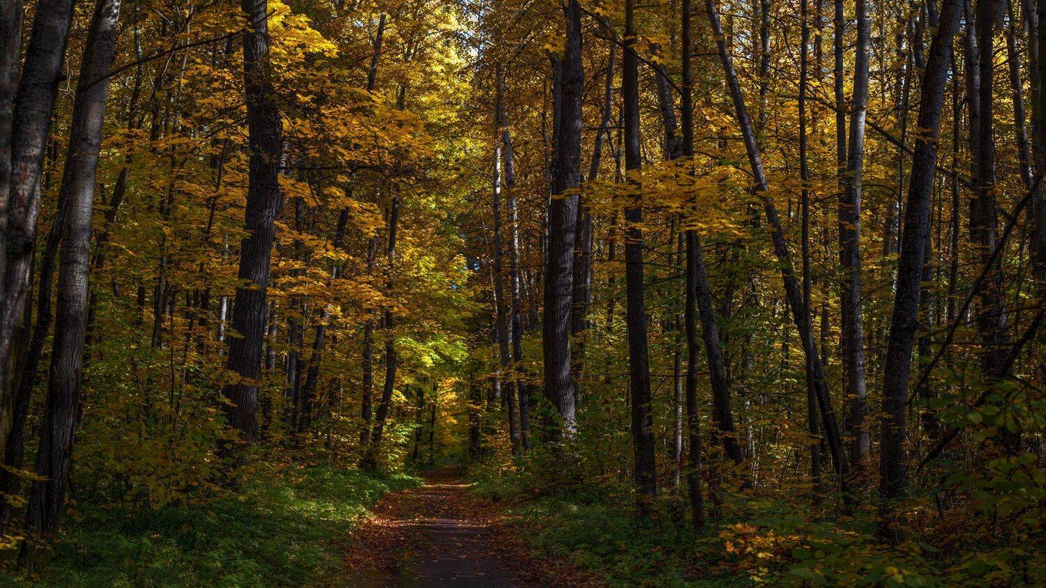 , Марат Кучкаев