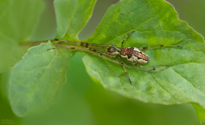 макро, природа, пауки, macro, nature, spiders, Пауки-тетрагнатиды фото превью