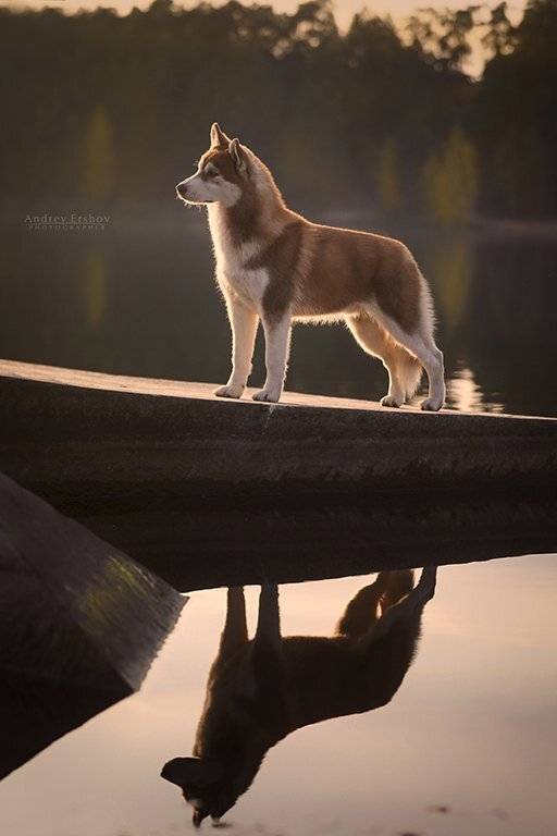 , Андрей Ершов