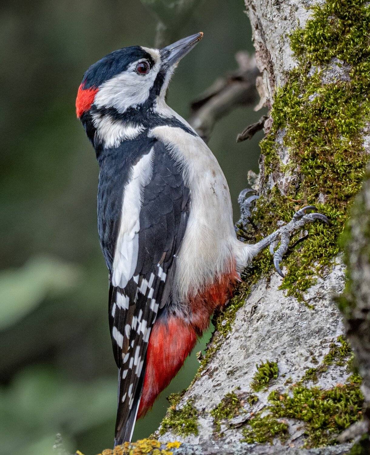, Курлянцев Алексей