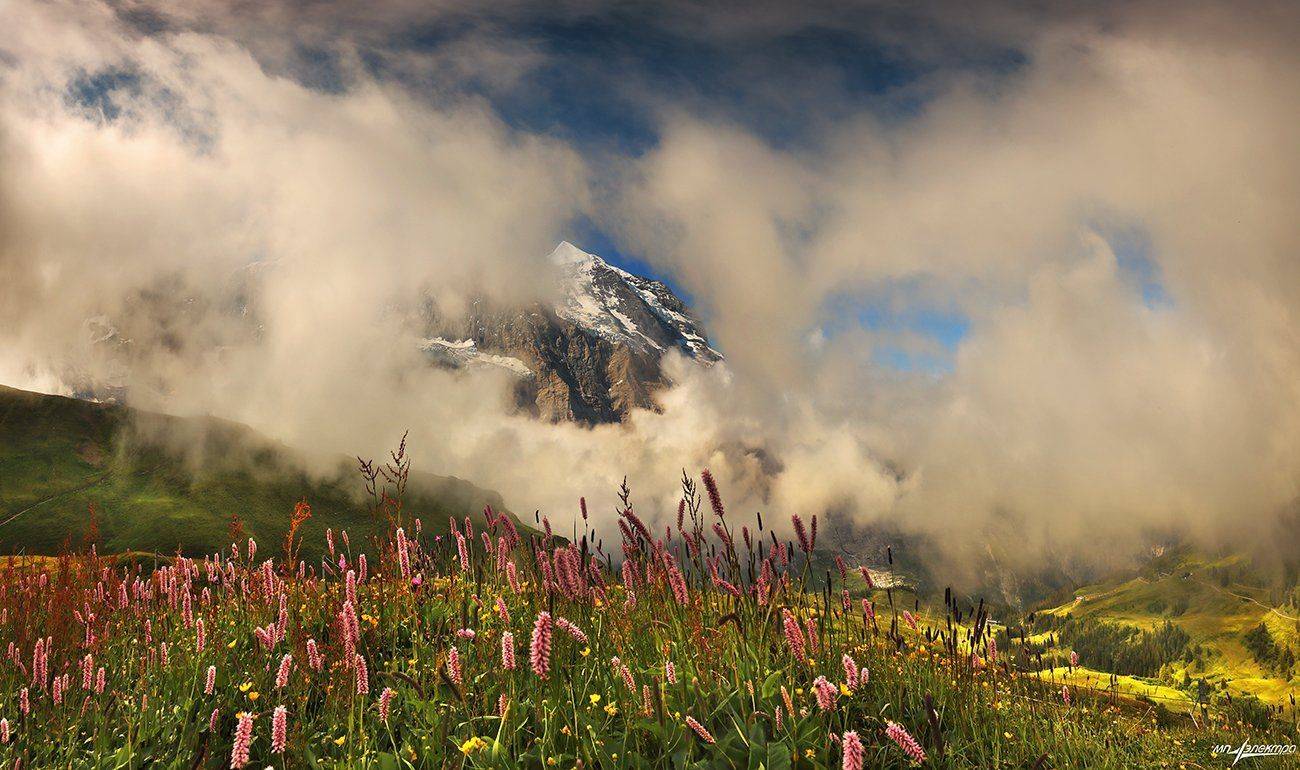 swiss, Матвеев Николай