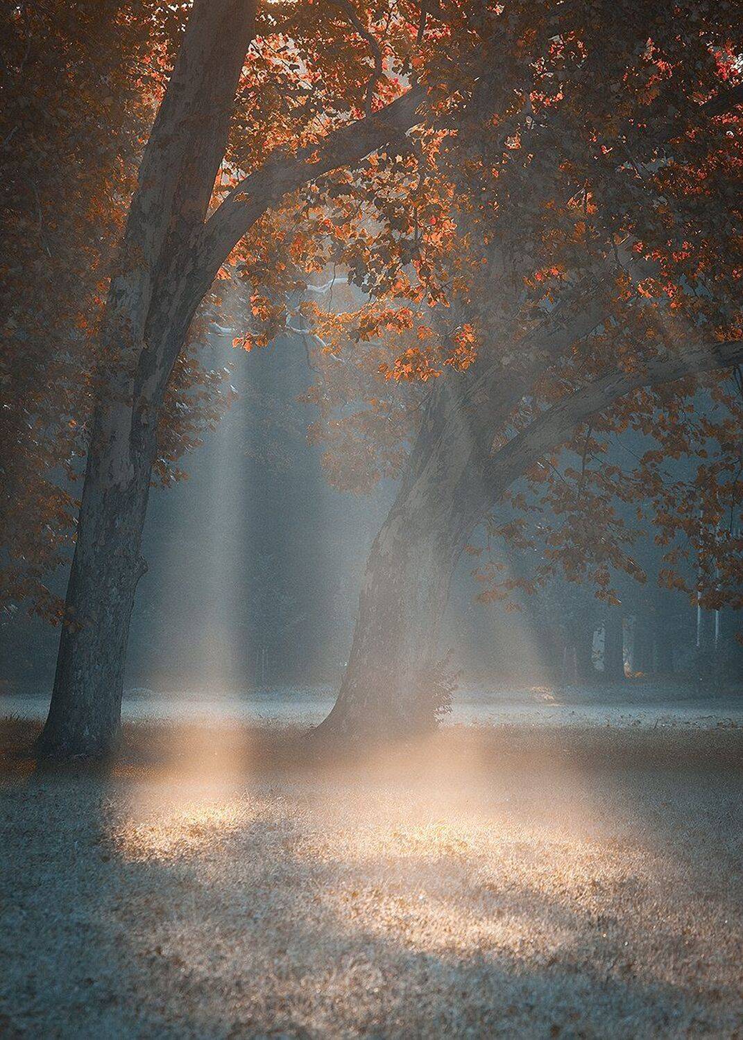 , Robert Adamec