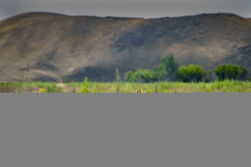 губерля. Губерля. фото превью