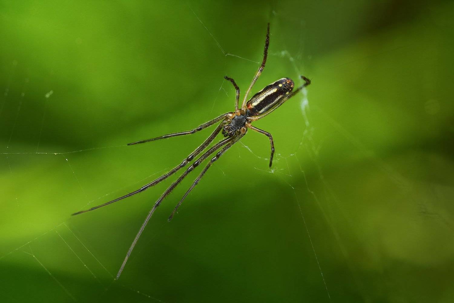 макро,природа,паук,цвет,коричневый,зеленый,черный,животное,паутина, Андрей Шаповалов