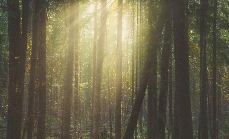 Forest light фото превью