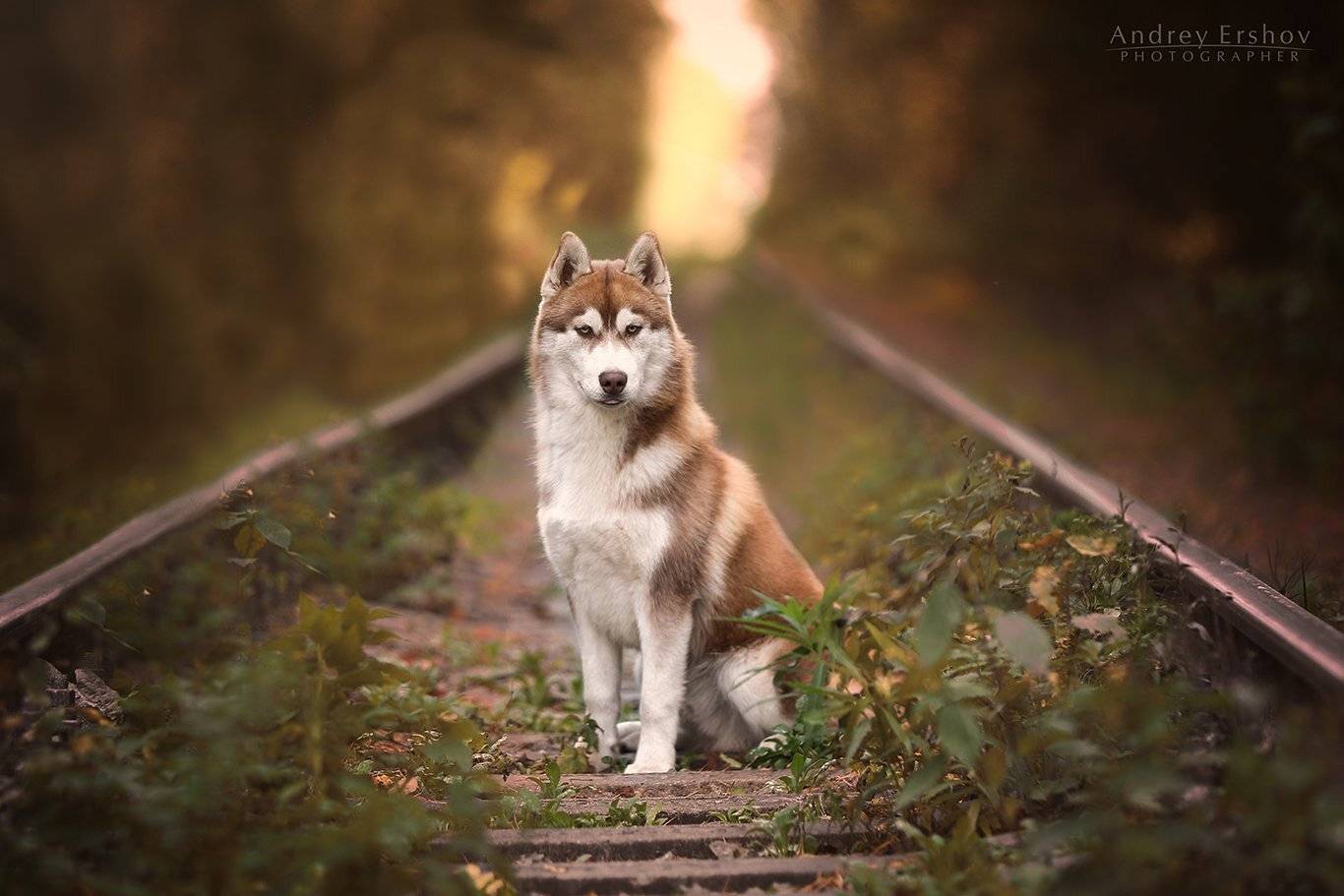 , Андрей Ершов