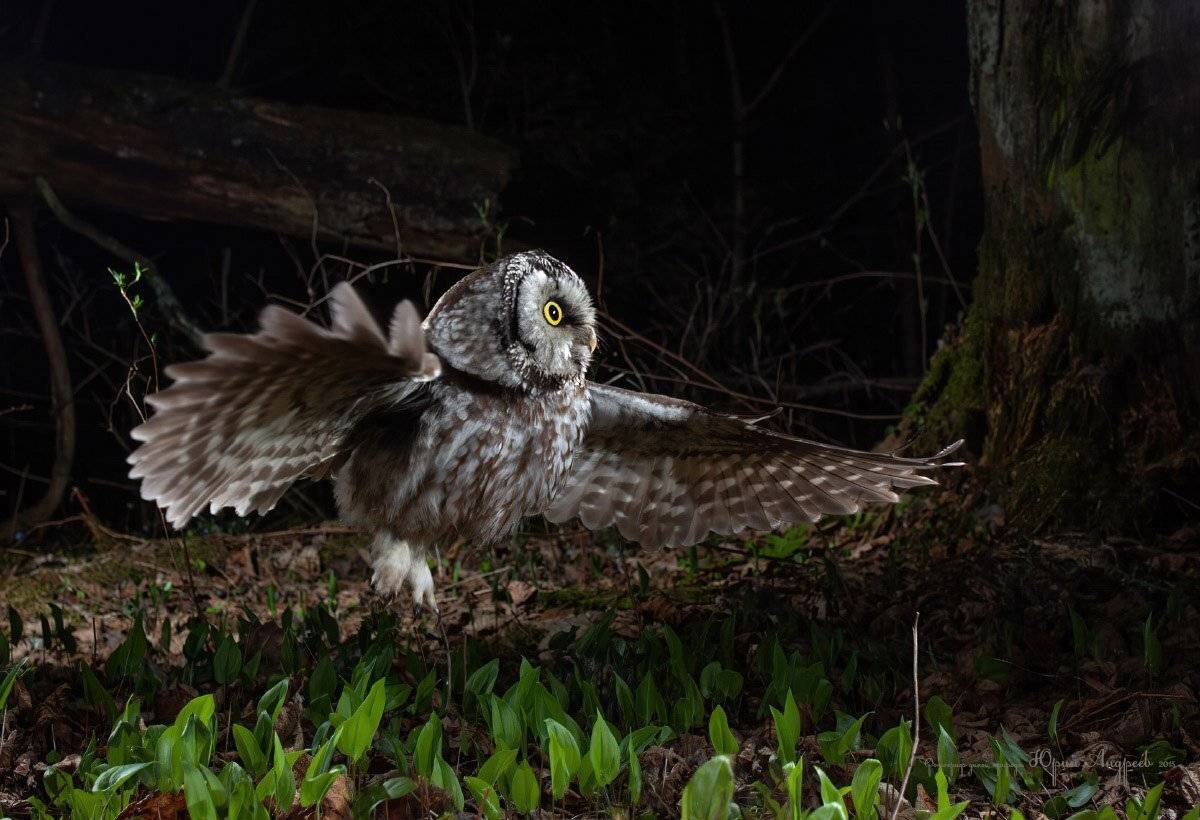 мохноногий сыч, ночь, охота, лес, Юрий Андреев